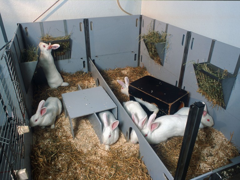 Housing and husbandry Rabbit NC3Rs